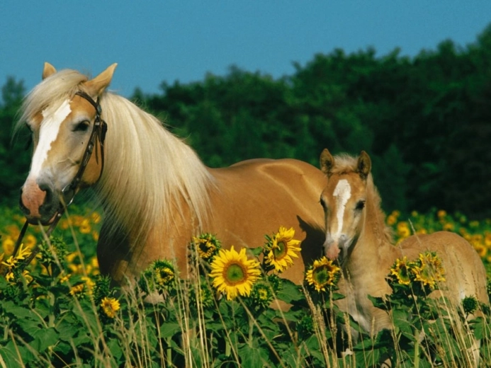 RAVENSBURGER Puzzel Paardengeluk XXL 200 stukjes