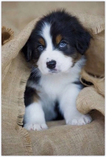 Norimpex Schilderen op nummer puppy onder een deken 40 × 50 cm