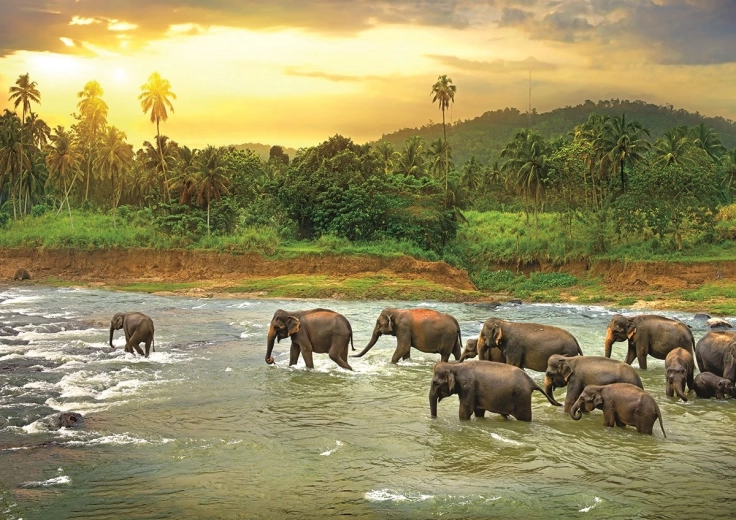 EUROGRAPHICS Puzzel Save Our Planet: Regenwoud 1000 stukjes