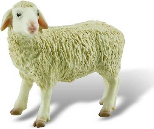 Schaap