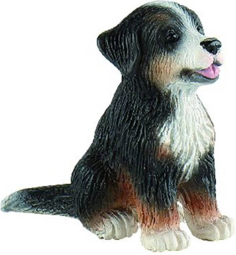 Berner Sennenhond - puppy Joy