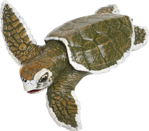 Jonge onechte karetschildpad (Kareta menší) - 1 stuk