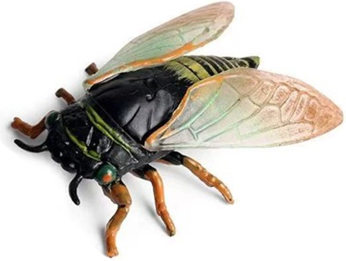Cicade 6 cm