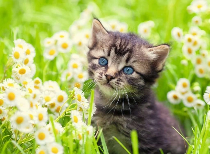 Ravensburger puzzel Kitten in de weide 500 stukjes