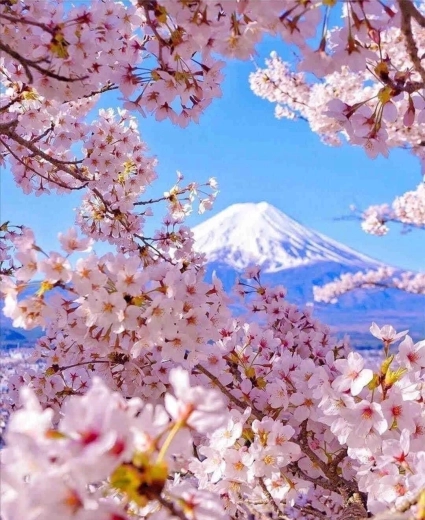 Diamantschilderen Berg Fuji met kersenbloesem 30 × 40 cm