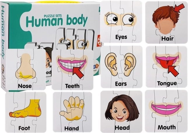 Educatieve puzzel – delen van het menselijk lichaam, 10 paren, Engelse woordjes