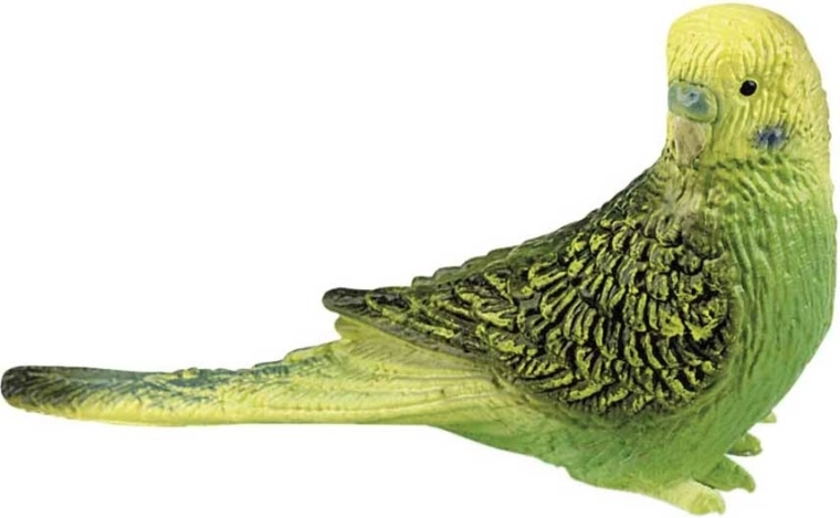 Groene budgerigar