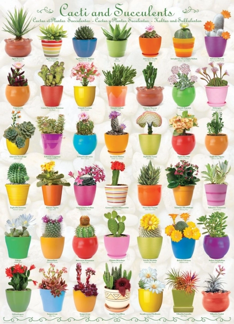 Puzzel EUROGRAPHICS cactussen en vetplanten, 1000 stukjes