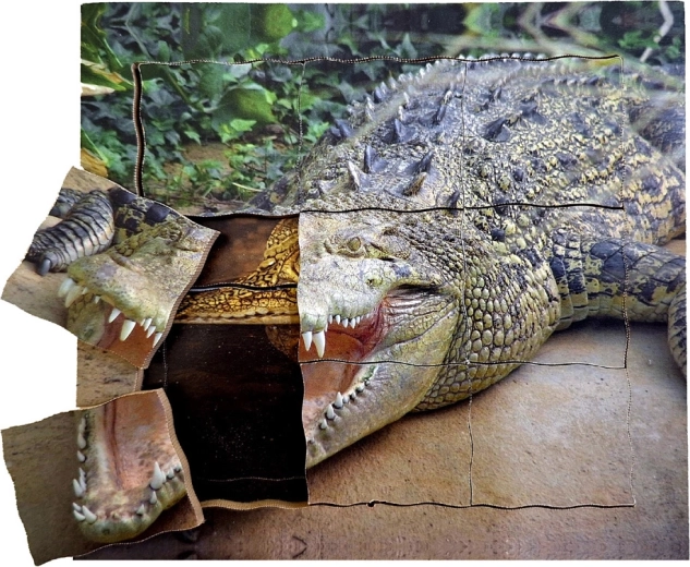 Houten gelaagde puzzel Krokodil - levenscyclus