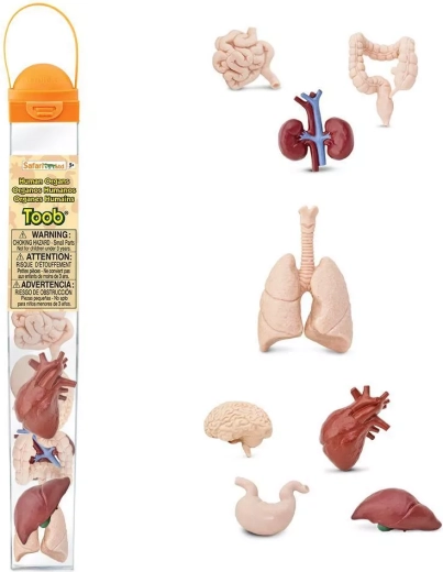 Safari Ltd. Toobs menselijke organen – educatieve set figuurtjes in een tube