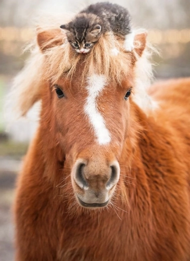 Ravensburger puzzel pony en katje 500 stukjes