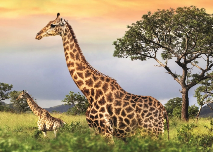 Puzzel Giraffenfamilie 1000 stukjes
