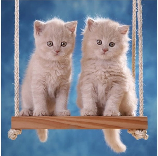 Diamantborduren (diamond painting) kittens op een schommel 30 × 30 cm