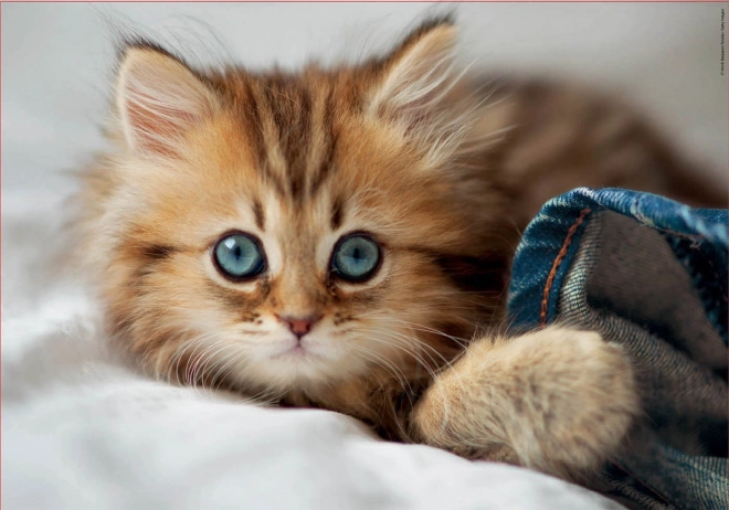 Puzzel Kittens EDUCA 200 stukjes