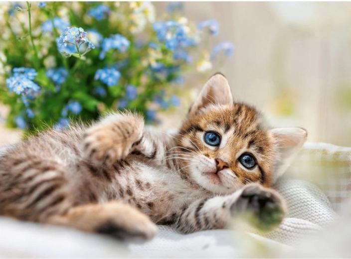 Puzzle RAVENSBURGER Knuffelig kitten 500 stukjes