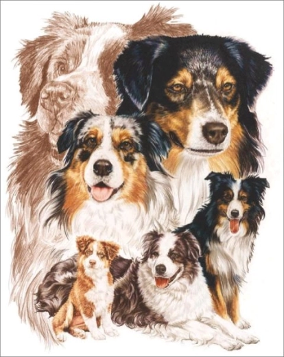 Diamantschilderen – hond Australische herder 30 × 40 cm - 1 stuk