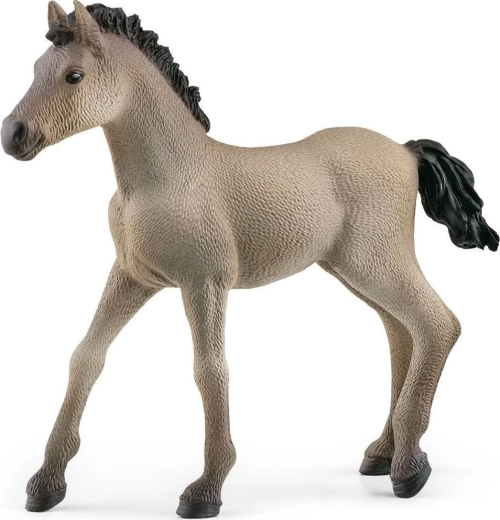 Criollo Definitivo figuur, Veulen