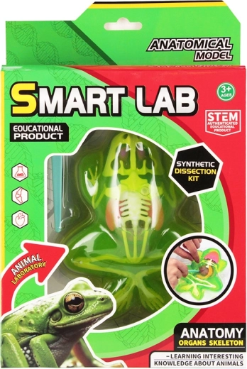 Spel anatomie van de kikker