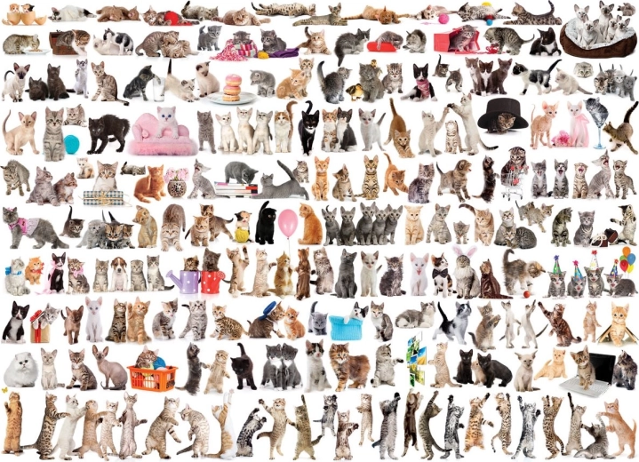 EUROGRAPHICS Puzzel Wereld van katten 1000 stukjes