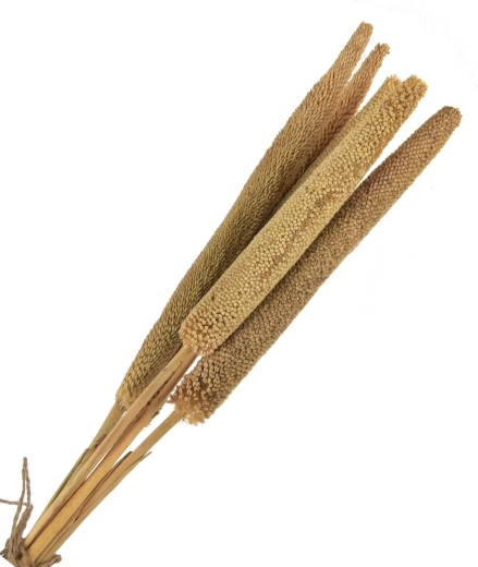 Gedroogde decoratie (droogbloemen) beige – 5 stuks, 50–60 cm
