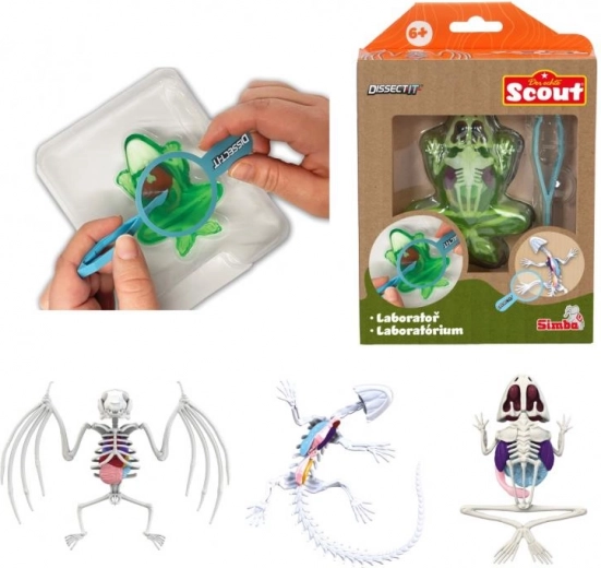 Mini laboratorium voor dissectie – kikker, salamander of vleermuis