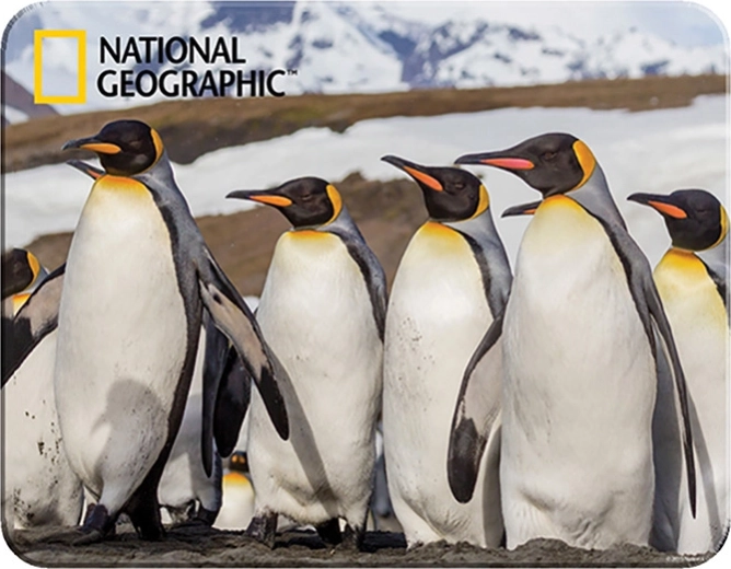 Magneet 3D Pinguïns