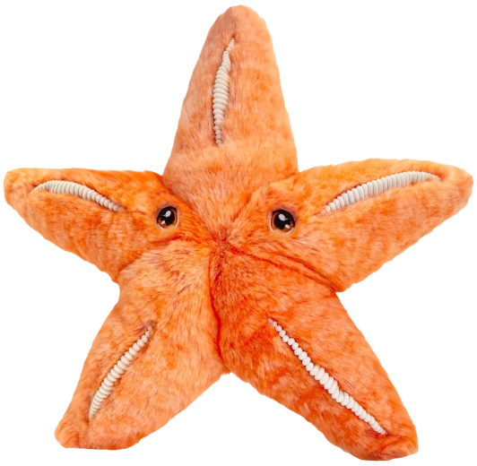 Keeleco pluchen zeester 25 cm