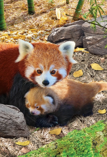 Puzzel Red Pandas XL: Red Pandas XL 250 stuks