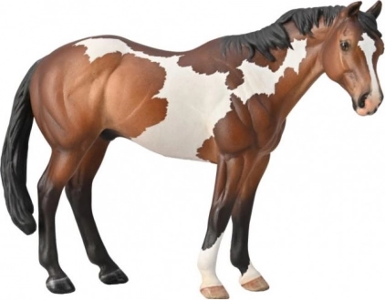 Hengst Appaloosa Bay Overo Paint