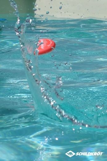 Schildkröt Ocean neopreen stuiterballen voor op het water (3 stuks)