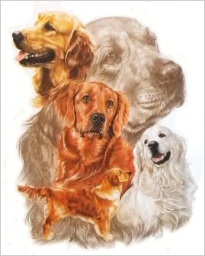 Diamantschilderen – afbeelding Golden retriever 30 × 35 cm