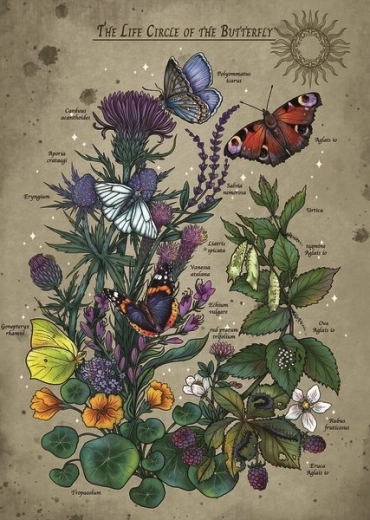 Puzzel Levenscyclus van de Vlinder 1000 stukjes