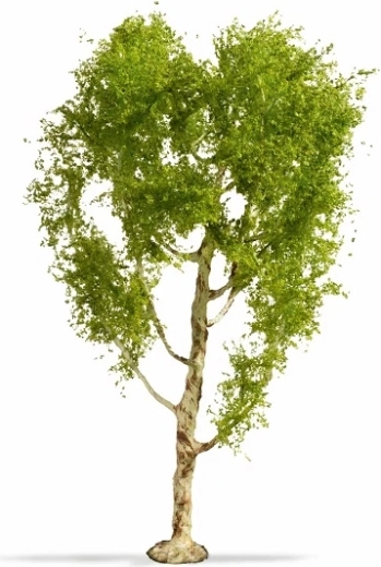 Noch master tree berk 21 cm