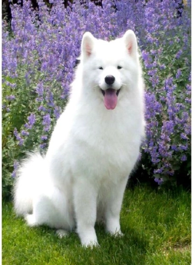 Diamantschilderen – Samojeed hond 30 × 40 cm