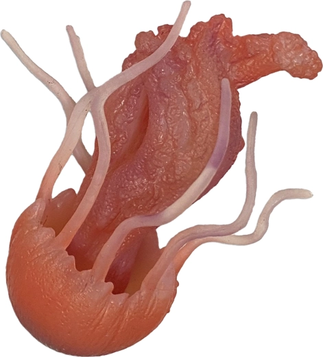 Rubberen kwal 10 cm – speelgoed voor bad en zwembad
