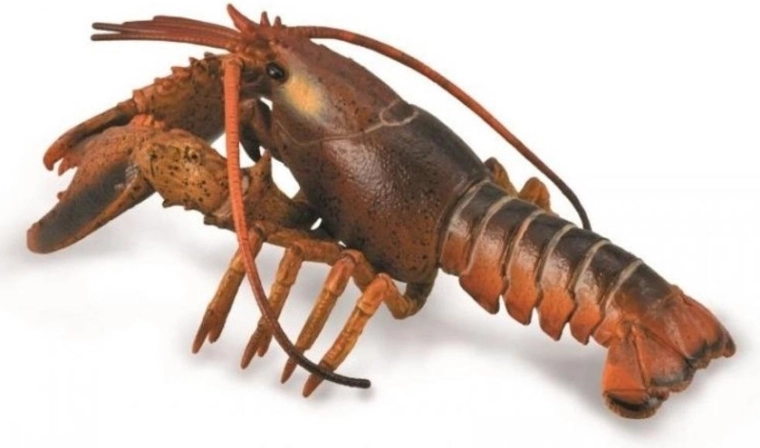 Collecta kreeft – realistische educatieve figuur