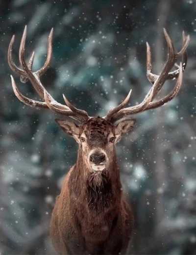Diamanten schilderen – hertenportret 30 × 40 cm