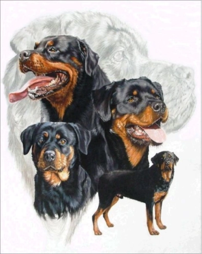 Diamantborduren (diamond painting) rottweiler 30 × 40 cm
