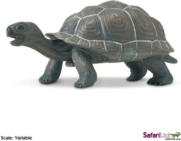 Safari Ltd. jong van een Galápagosschildpad figuur - 1 stuk