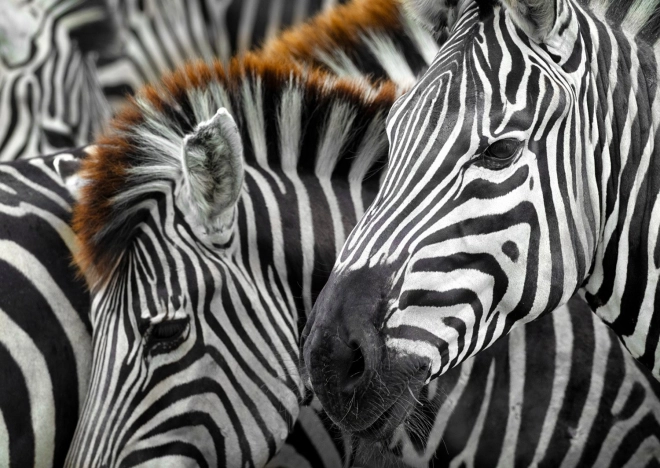 Puzzel Zebra’s 1000 stukjes