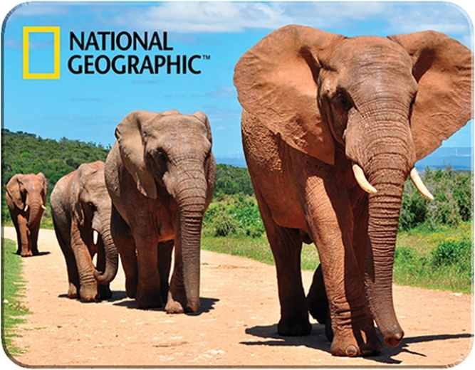 Magneet 3D Afrikaanse olifanten