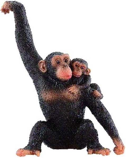 Chimpanseevrouwtje met jong