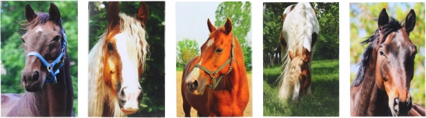 Bloc met paardenmotief MINI 40l, 6x8,5 cm