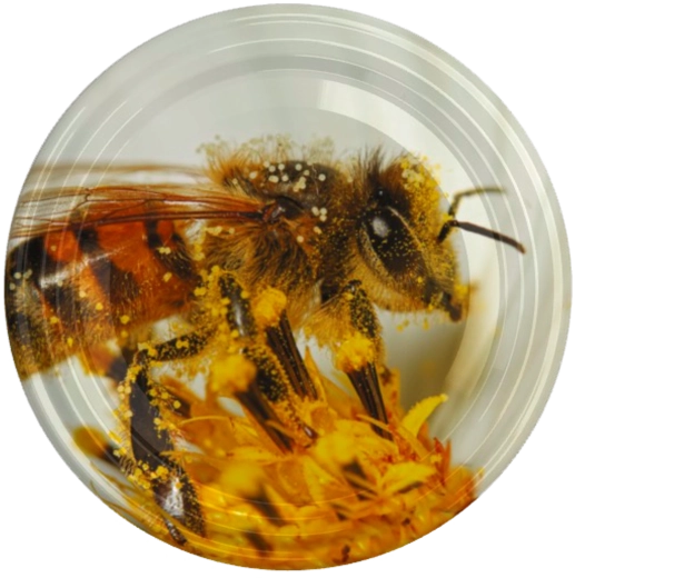 Deksel fi82 met motief van grote bij op bloem