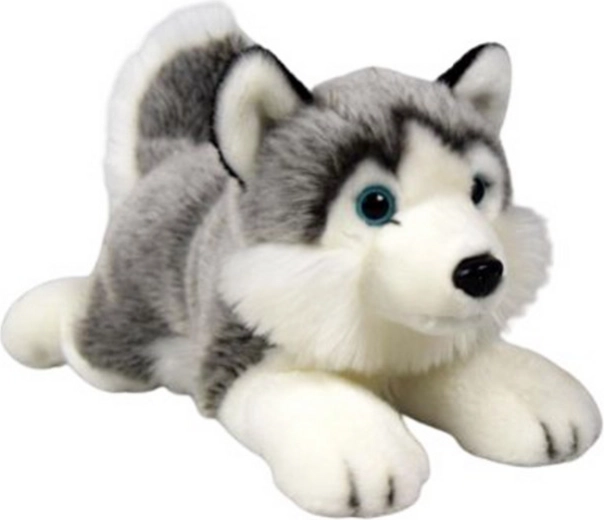 Pluchen husky liggend 34 cm