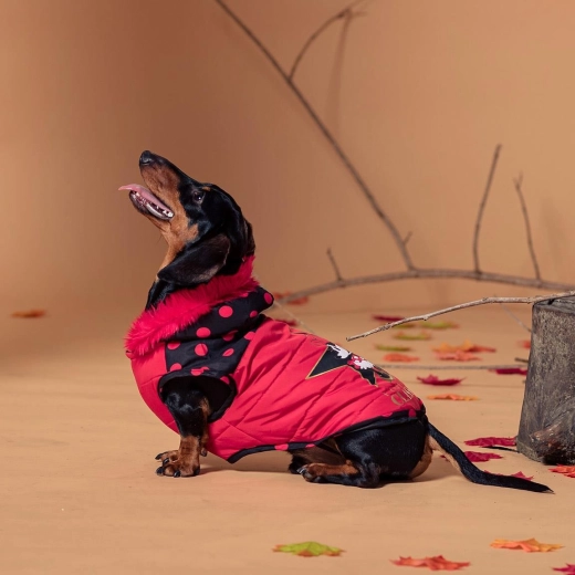 Winterkleding voor hond Minnie, maat S