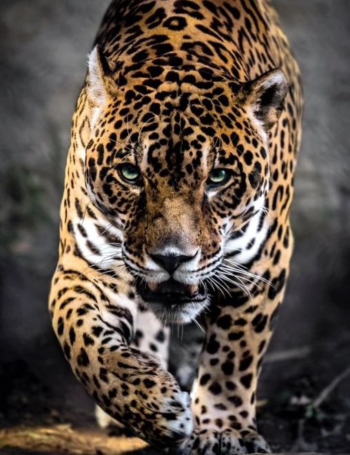 Puzzel 1000 stukjes Jaguar