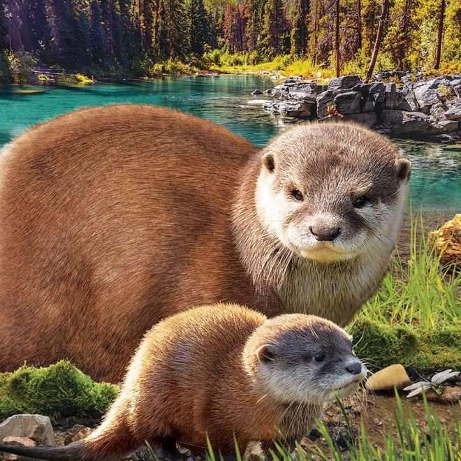 Puzzel Red Onze Planeet: Otters XL 250 stukjes
