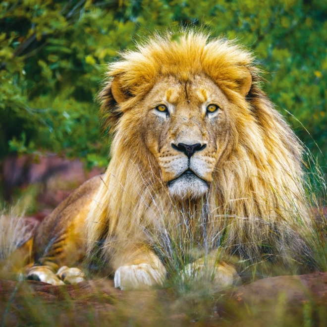 Notitiekalender Wilde Afrika 2025, 30 × 30 cm