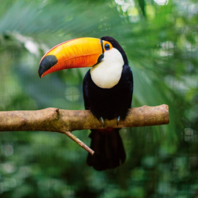 Notitiekalender Wilde Dieren 2026